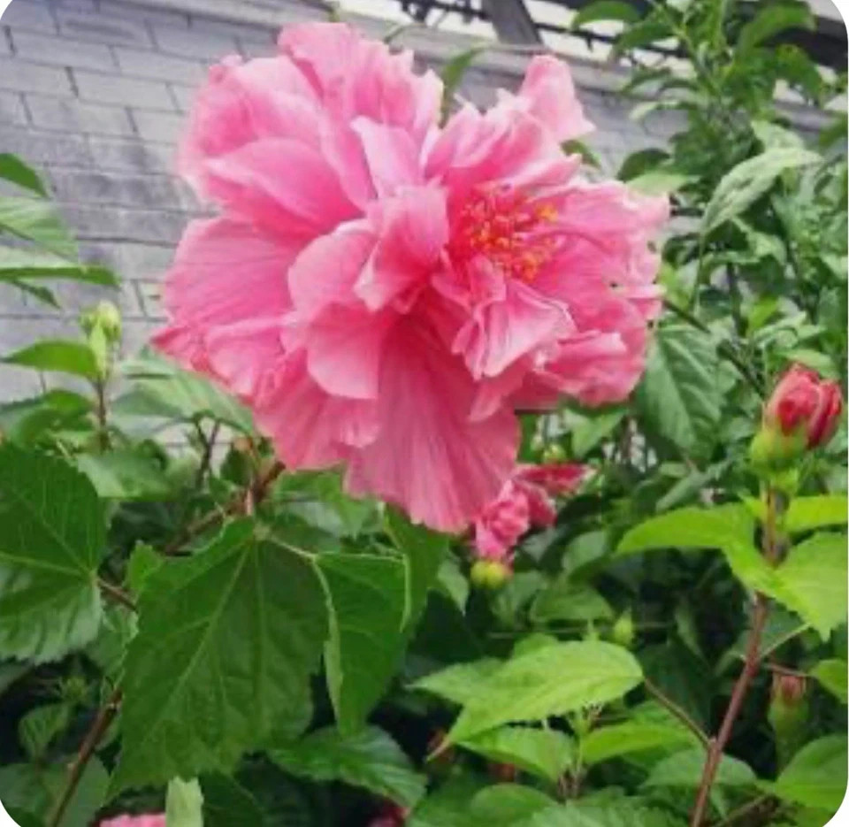 Kona Hibiscus-SMALL ROOTED STARTER Plant-Hibiscus Rosa-sinensis