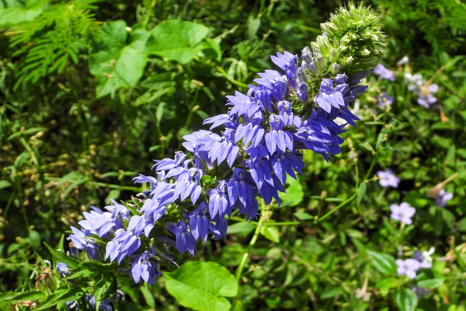 500 GREAT BLUE LOBELIA Upright Lobelia Siphilitica Flower Seeds *Comb S/H