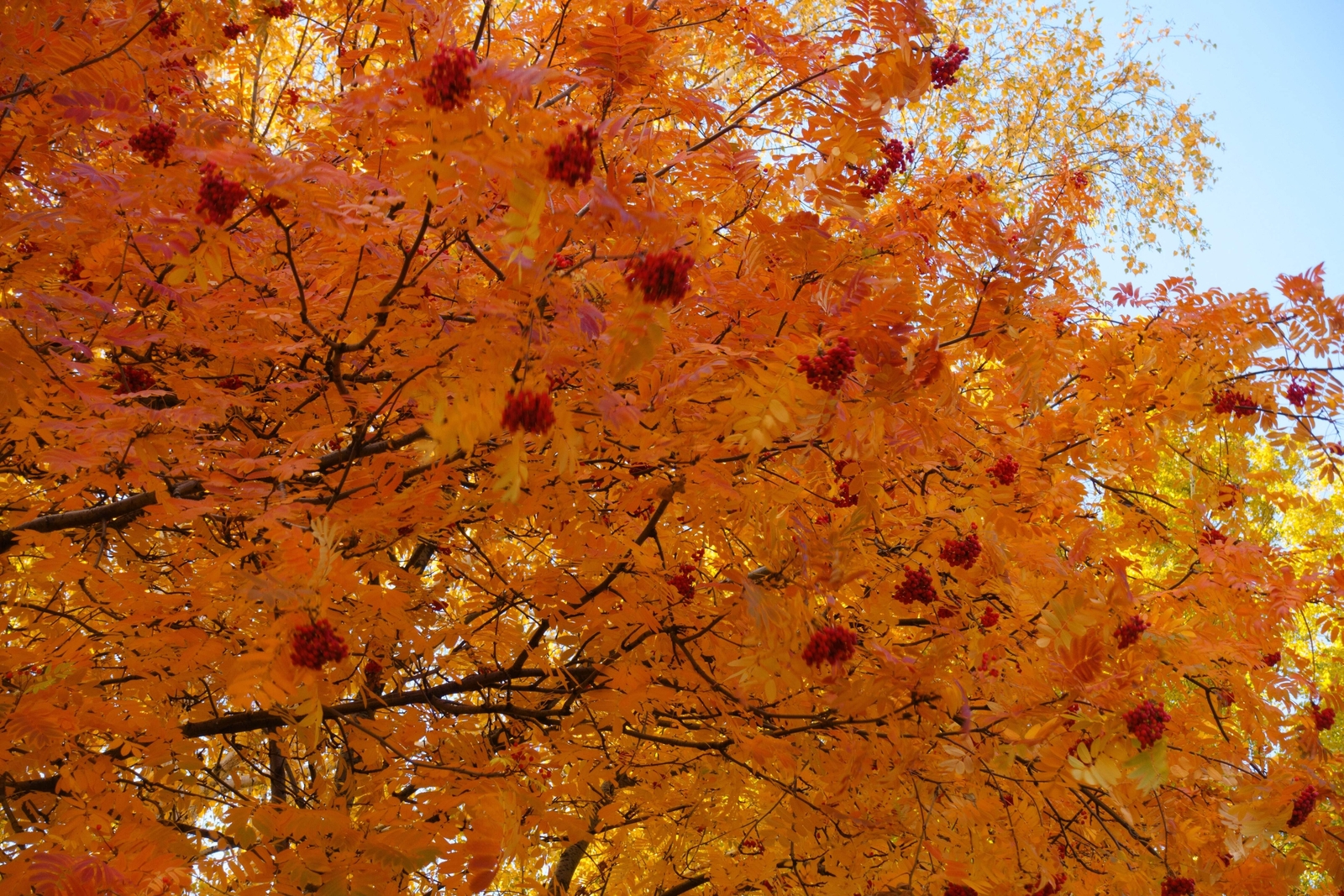 20 ASH TREE Mountain / Amur / Rowan – Sorbus Aucuparia Seeds