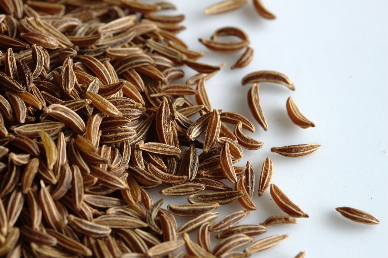 1,000 CARAWAY SEEDS For Growing Meridian Fennel, Persian Cumin Non-GMO