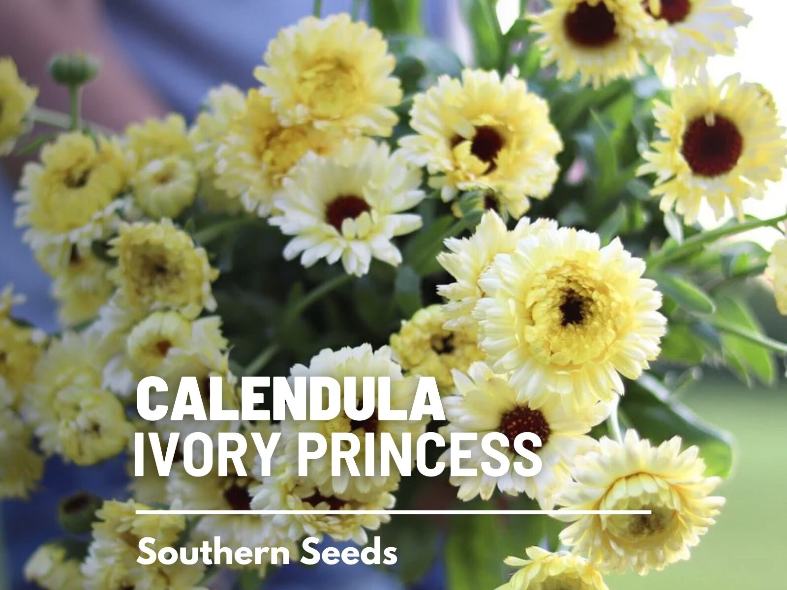 Ivory Princess Calendula Seeds, Heirloom Flower, Culinary and Medicinal, USA Gro