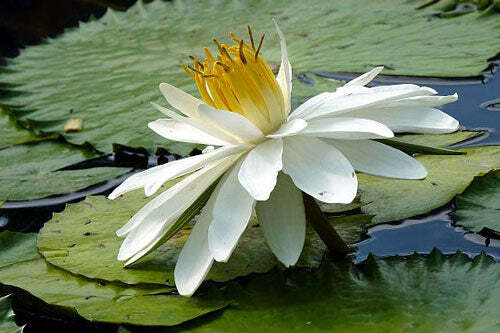 Nymphaea pubescens Willd | White Flower | Hairy Water Lily | 25 Seeds