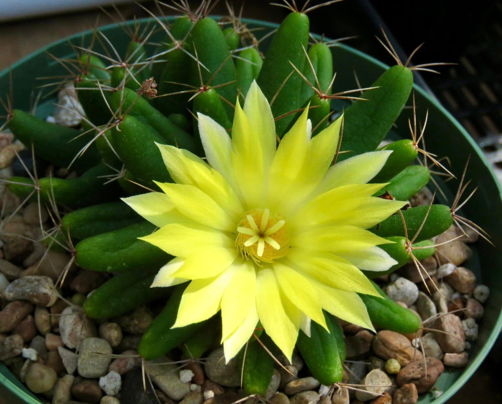 Seed- Mammillaria longimamma 25+ seeds (2025)