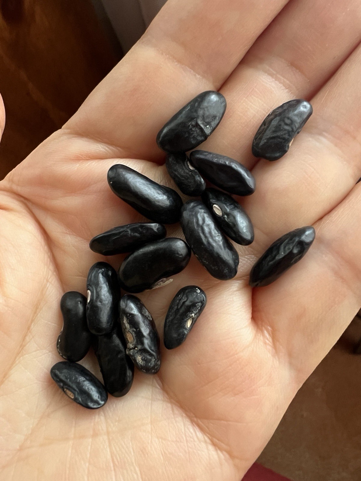 15+ Purpose Pole Bean seeds Stringless Bean producer |Free Shipping No Tracking