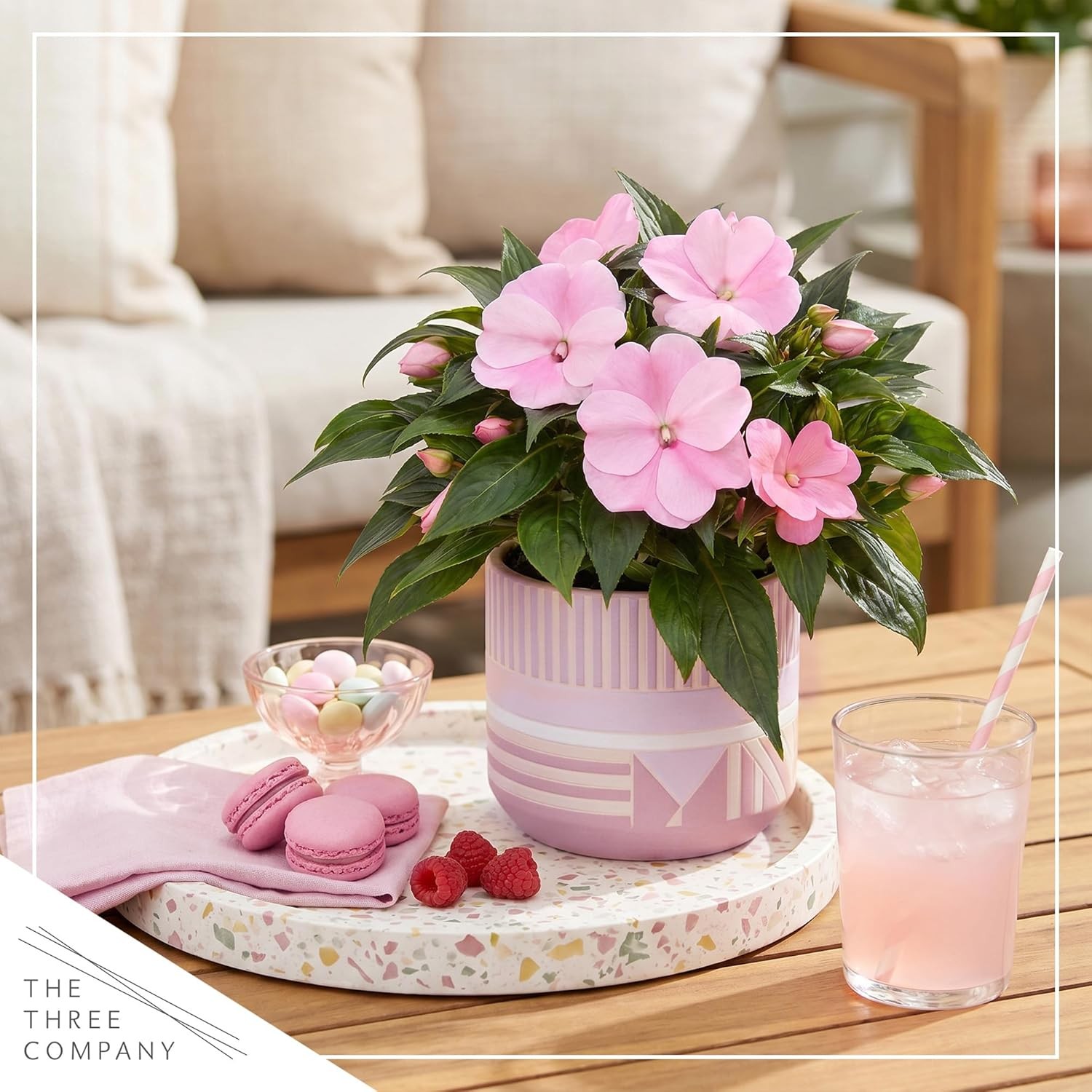 Live Flowering New Guinea Impatiens – Shades of Pink (3 Plants Per Pack) – Beaut