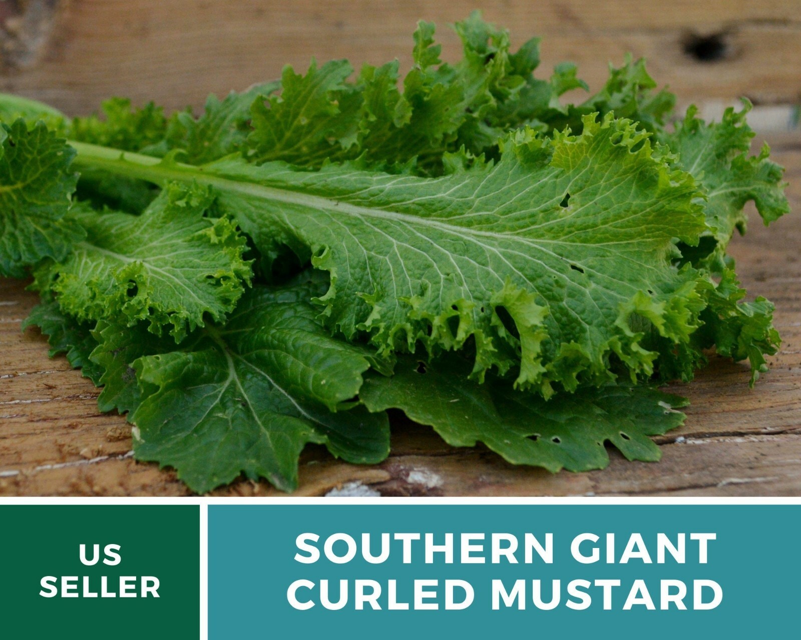 Mustard, Southern Giant – 250 Seeds – Sow Spring & Summer for Fall Harvest – Hei