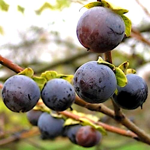 10 DATE PLUM FRUIT TREE SEEDS (Diospyros Lotus) “MEDITERRANEAN PERSIMMON” PLANT