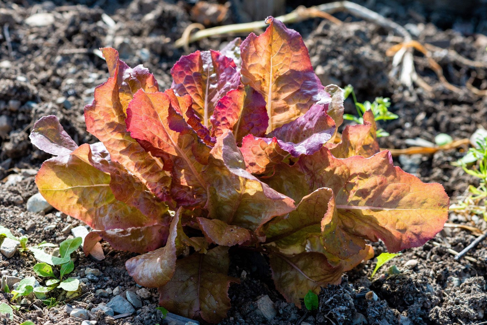3000 RED ROMAINE LETTUCE Lactuca Sativa Vegetable Seeds *Flat S/H