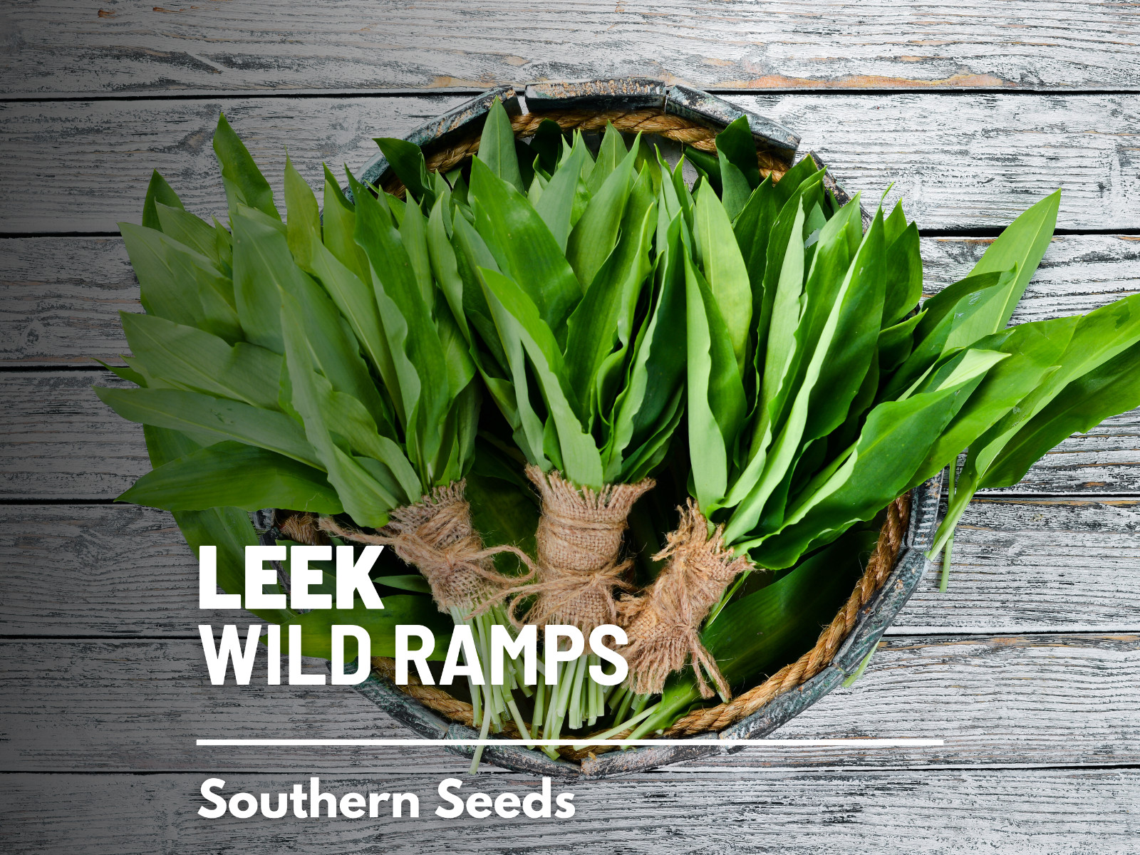 Leek, Wild – Wild Ramps – Heirloom – Non-GMO (Allium tricoccum)