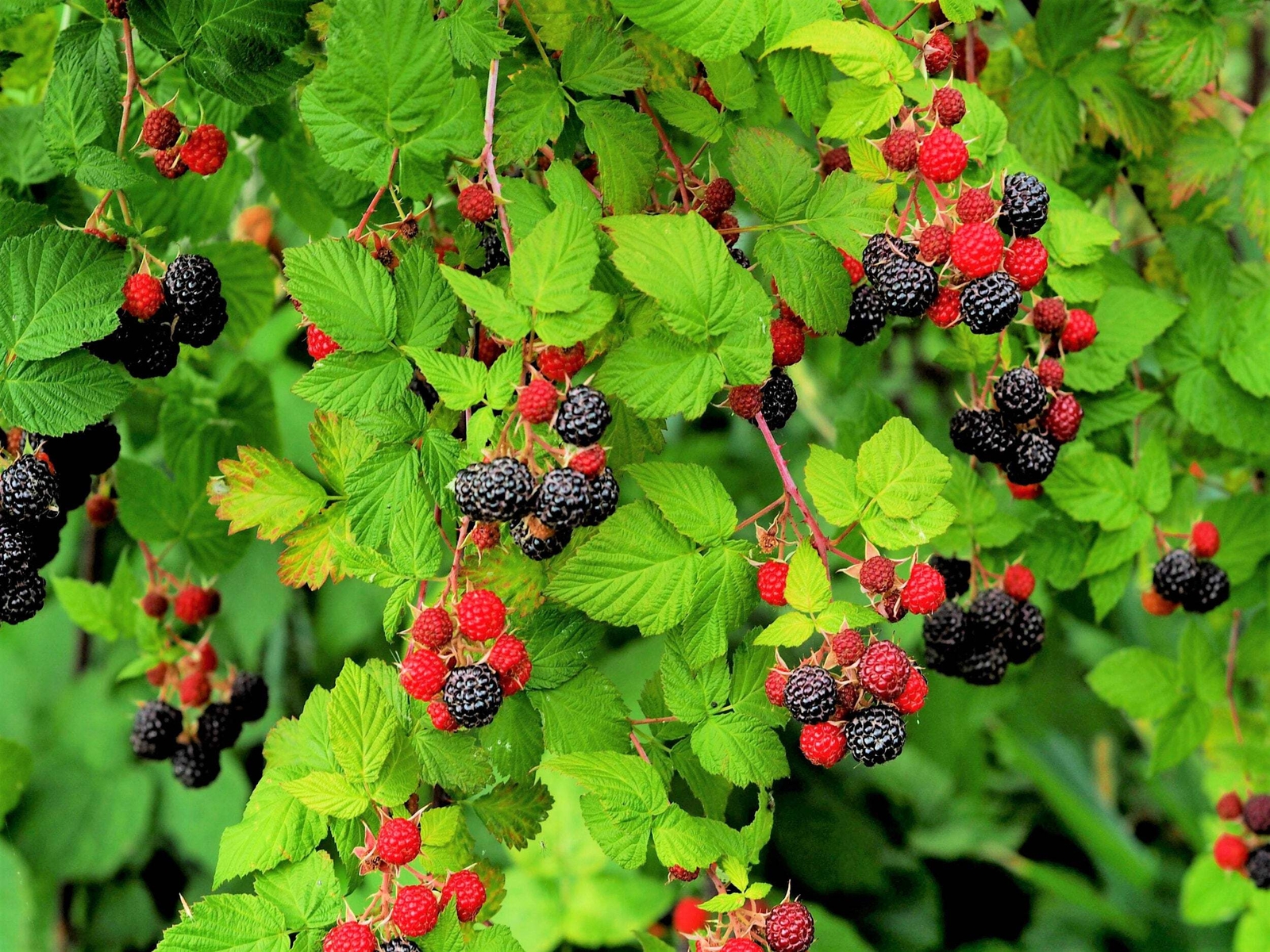 50 WHITEBARK Black RASPBERRY Western Blackcap Rubus Leucodermis Fruit Berry Seed