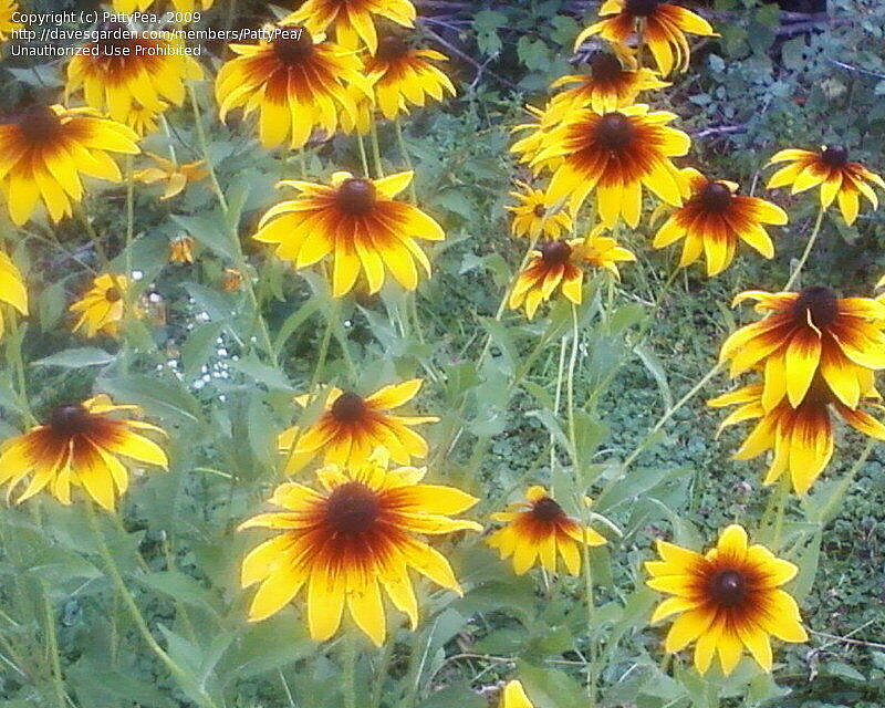 Black-Eyed Susan & Fancy Gloriosa Daisy Combo 190 Seeds~My Botanical Garden Club