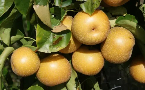 25+ Hosui Pear Seeds for Garden Planting – USA – FREE SHIPPING!