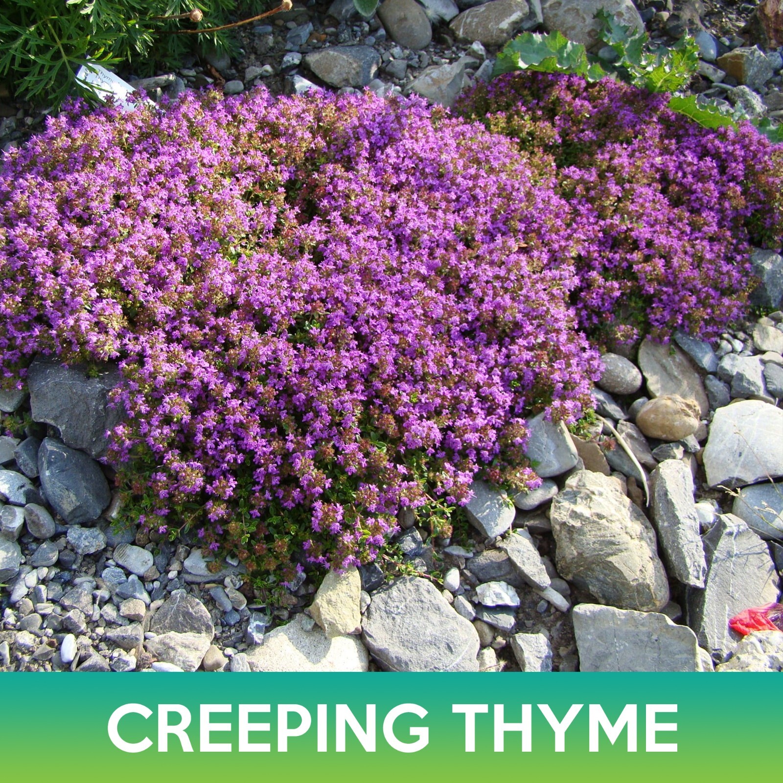 Creeping Thyme Seed, Wild Thyme, Thymus serpyllum