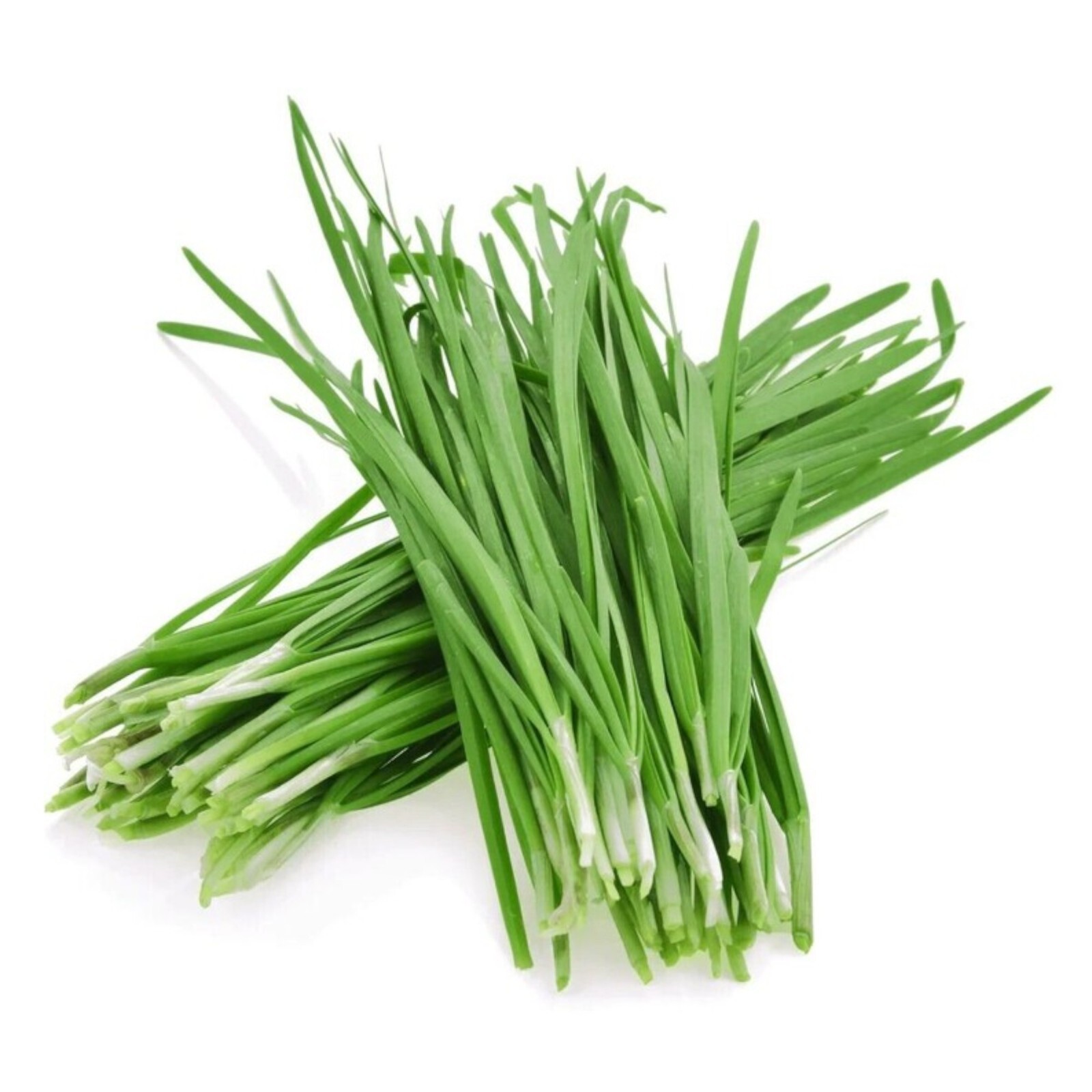 500 Garlic Chive Seeds for Planting – Heirloom, Non-GMO Chinese Chives