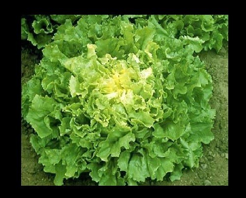 Green Curled Rufflec ENDIVE 200 – 8000 Seeds heirloom delicious tender leaves