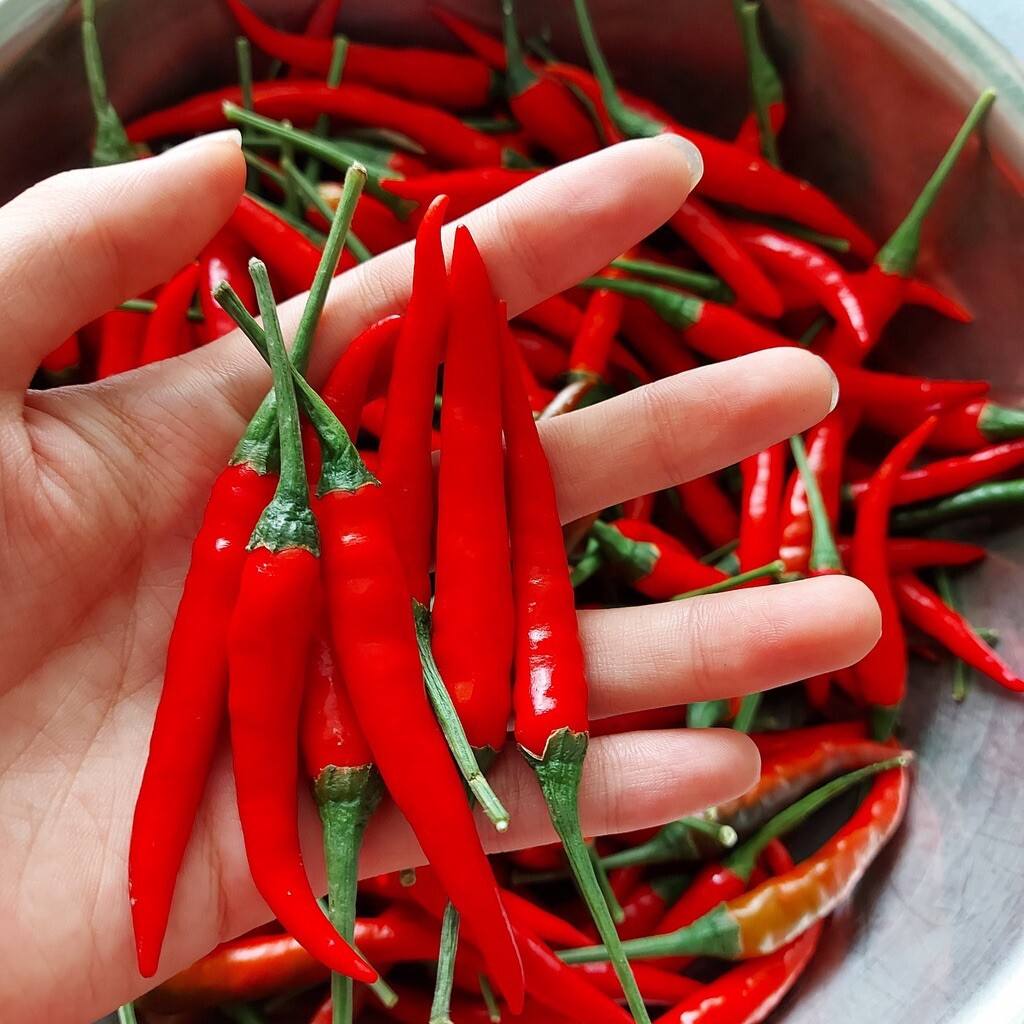 100 + Thai red chili Hot Pepper Organic Seeds – ot sung