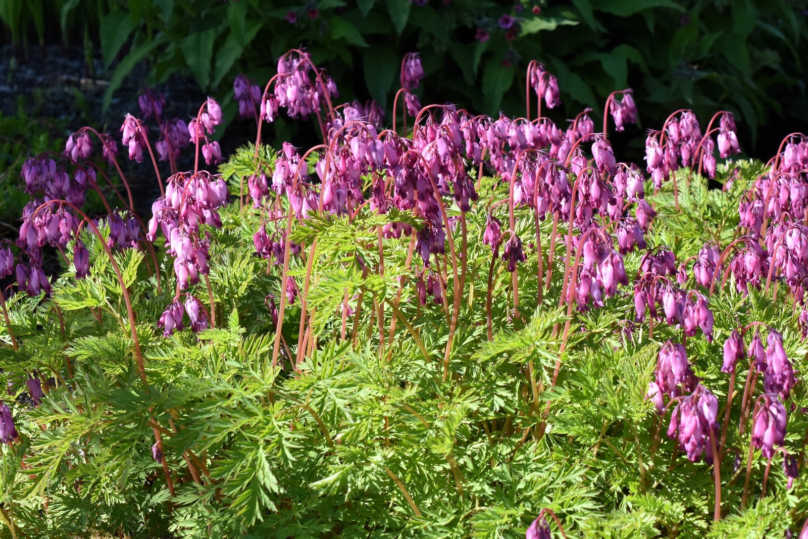 10 BLEEDING HEART – PINK Old Fashioned Dicentra Formosa Shade Flower Seeds