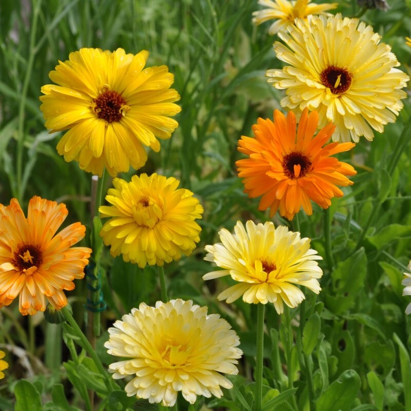 Pacific Beauty Mix Calendula Seeds | 50 – 1,000 Seeds | Non-GMO | Free Ship 1205