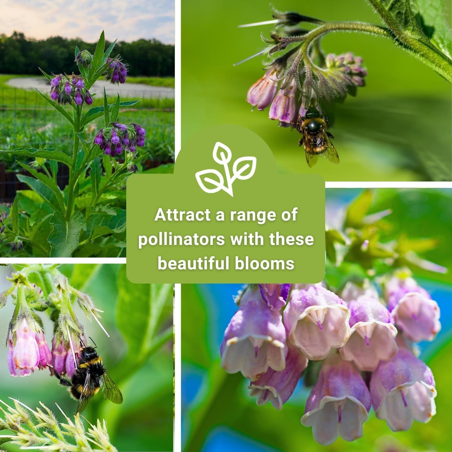 Medicinal Comfrey Seeds – Non-GMO, -Round Blooms for Herb Gardens & Remedies