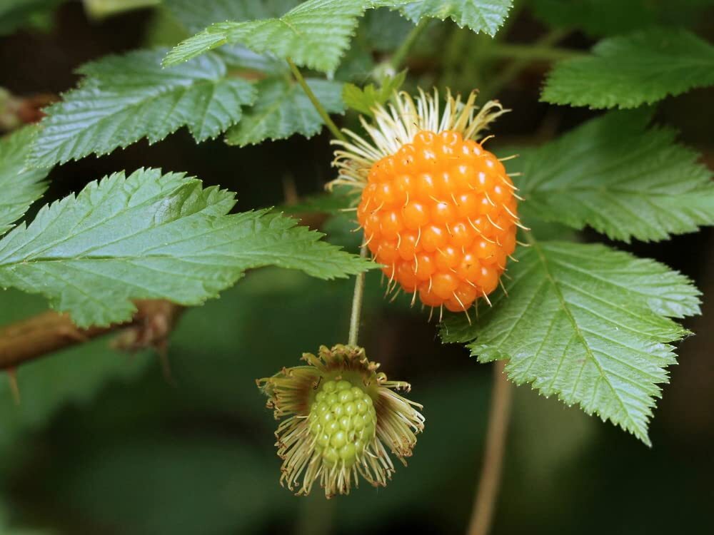 50 Salmonberry Bush Seeds – Rubus spectabilis – Great for Hummingbirds – Salmon