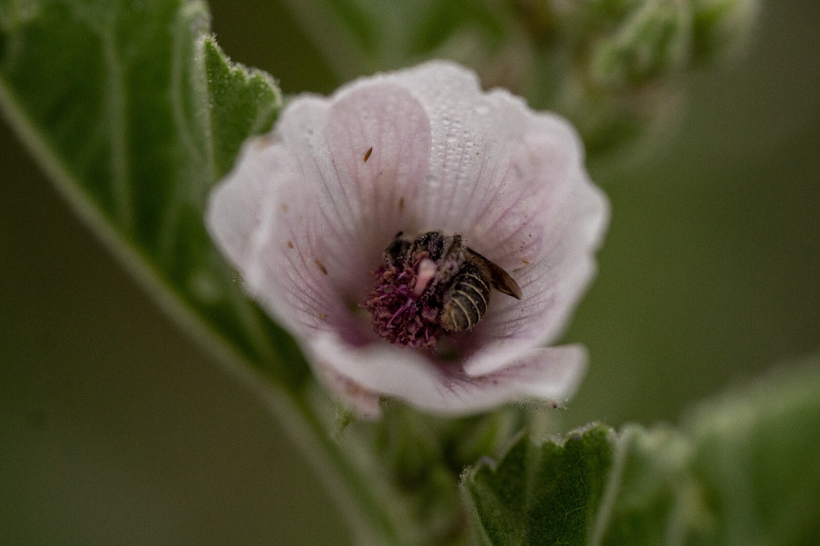 Marshmallow Seeds Althaea BULK SEED SIZES Certified Organic Non-GMO GROWN IN USA