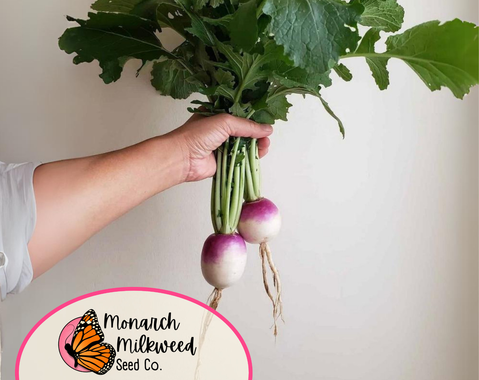 3500+ Turnip Seeds ‘Purple Top White Globe’ | Heirloom, Non-GMO, Gardening Seed