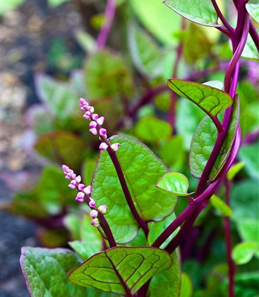 USA 600 Red Stem Malabar Spinach seeds alugbati pak plang mồng tơi Jul-2022 lot