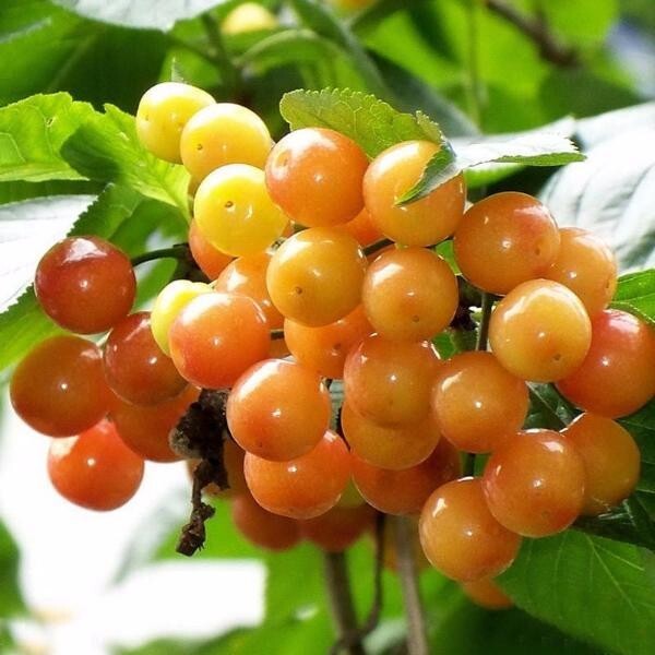 Yellow Jamaican Cherry Tree Muntingia calabura ~ Rooted Starter Plant