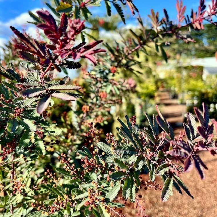 Acacia Baileyana v. Purpurea Tree Seeds “Purple Fern Leaf Mimosa” Yellow Flower