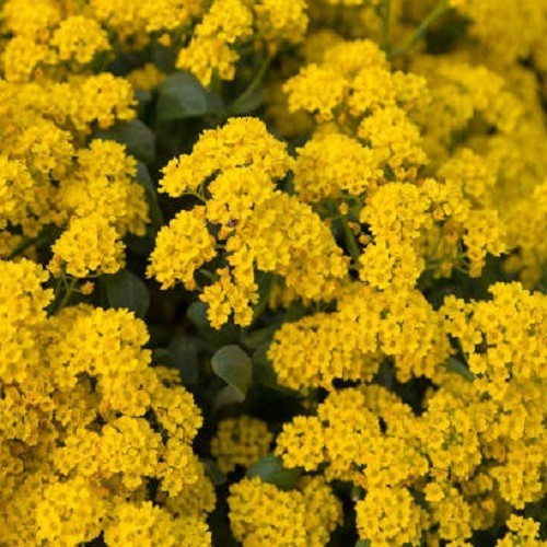 Basket of Gold Sweet Alyssum Seeds Perennial Yellow Ground Cover Rock Madwort