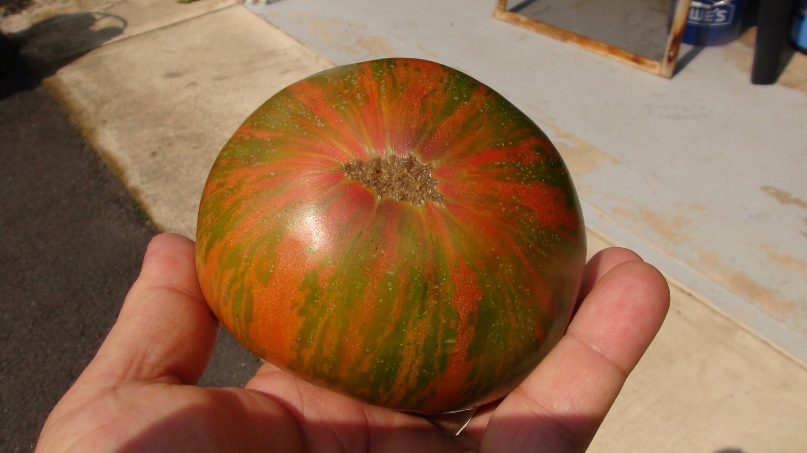 10 seeds Dwarf Peppermint Stripes Tomato ORGANIC Rare DTP