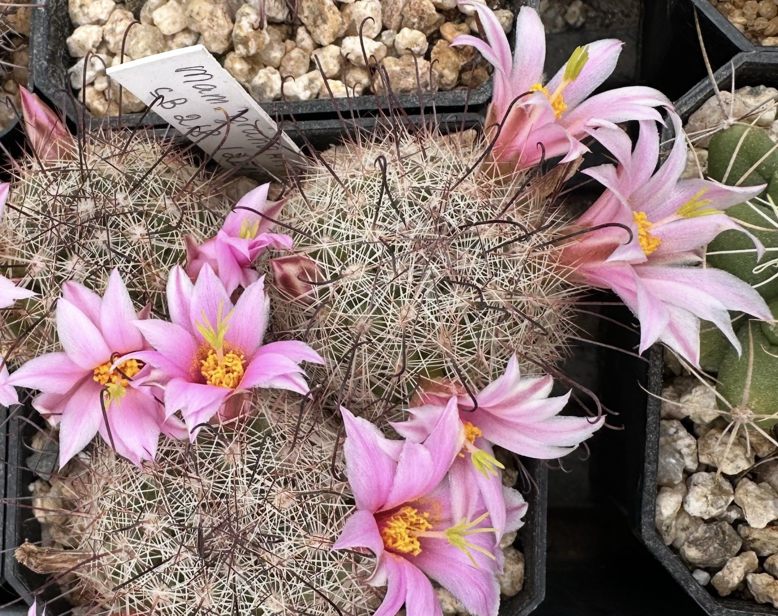 40 Seeds Mammillaria Sheldonii DC752 Cactus Seeds 2025