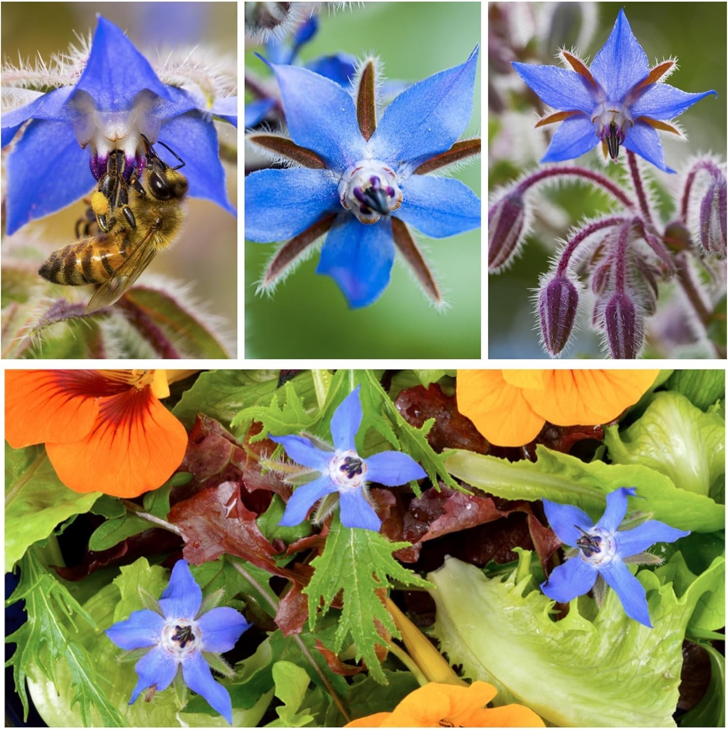 Borage Seeds for Planting Blue Star Flowers – Heirloom Non-GMO & Untreated – …