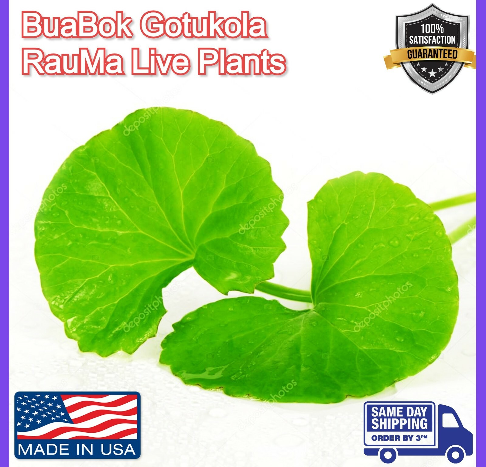 Gotu Kola Bua BoK Rau Ma Pennywort Centella Asiatic บัวบก 積雪草 JiXue Cao 3x plant