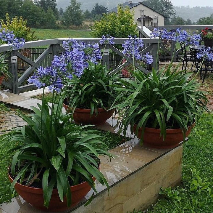 Blue Lily of the Nile Agapanthus Africanus Seeds Free Shipping!