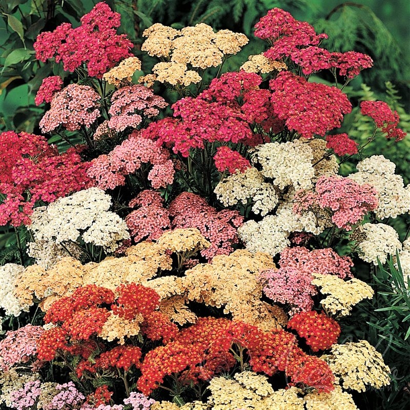 500 MIXED SUMMER YARROW Achillea Millefolium Red Pink White + Herb Flower Seeds