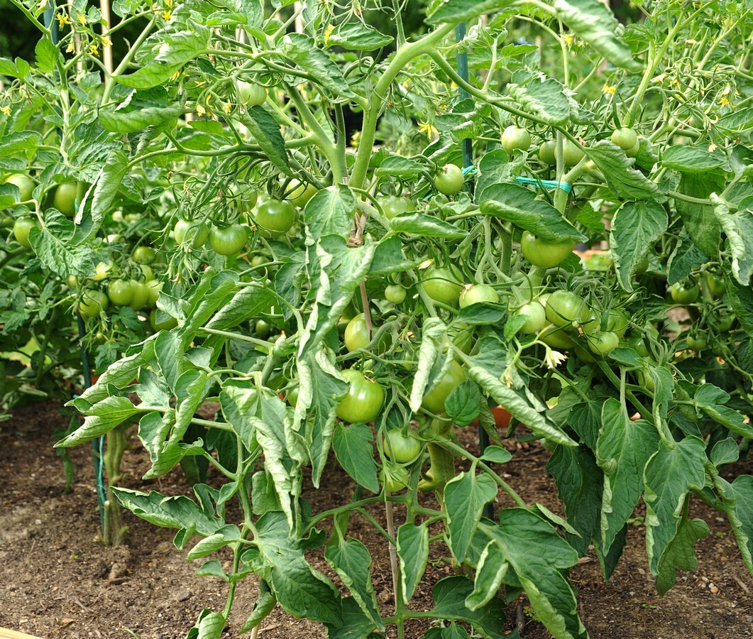 30 SIBERIAN EARLY TOMATO Seeds