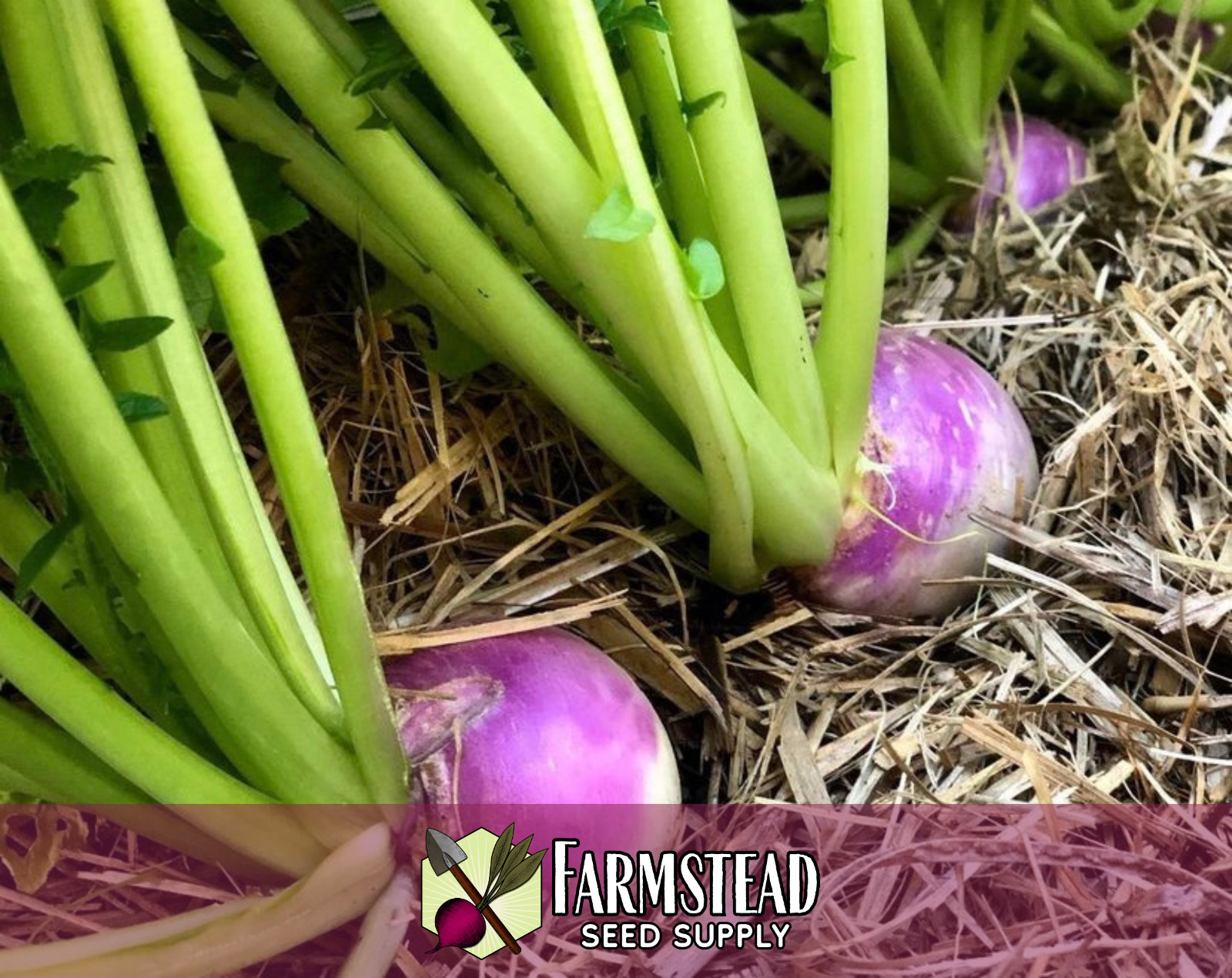 3500+ Turnip Seeds [Purple Top White Globe] Vegetable Garden Seed Packets, USA
