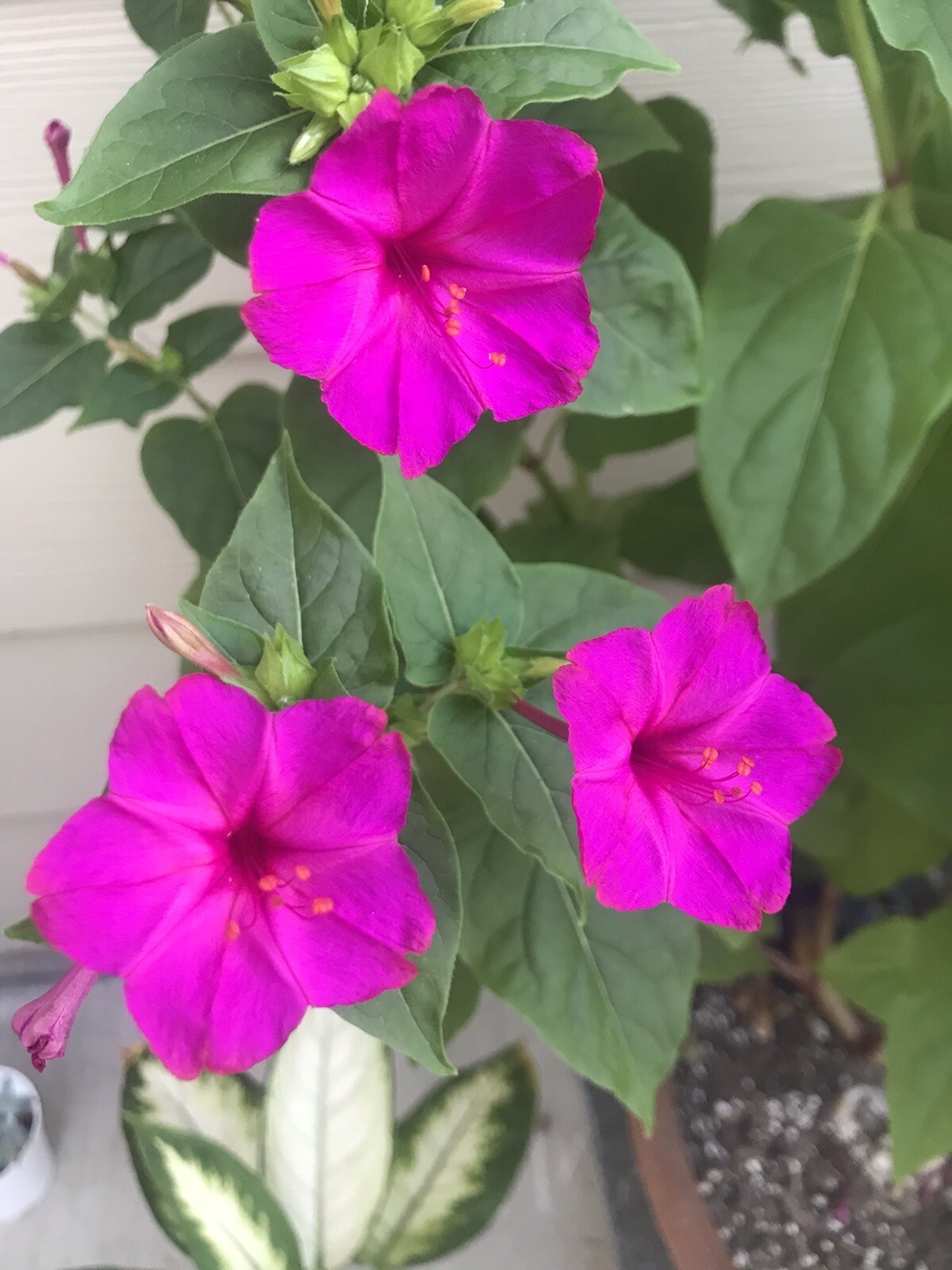 Mirabilis jalapa 4 o’clock seeds magenta pink 25 SEEDS