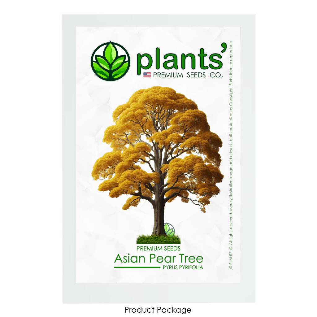 Asian Pear Tree | Premium Seeds | Pyrus pyrifolia ‘Fall’ | Plants’®
