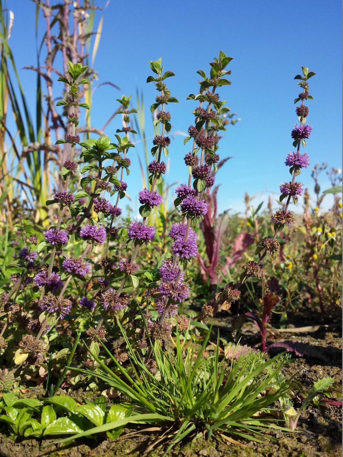 250 Pennyroyal Seeds – Mentha Pulegium – Culinary – Medicinal – Beverage – Aroma