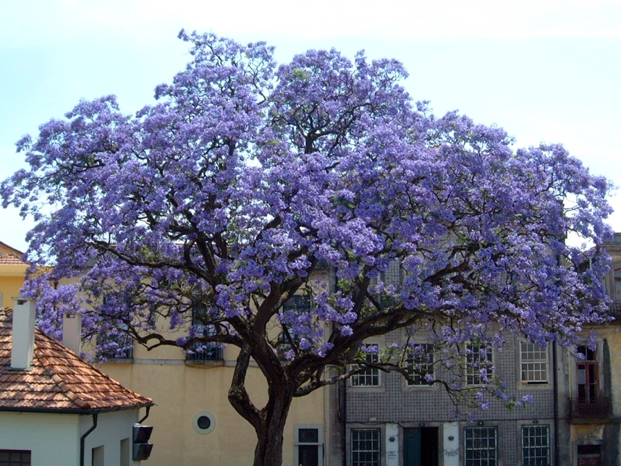 Royal Empress, Paulownia tomentosa, Tree Seeds