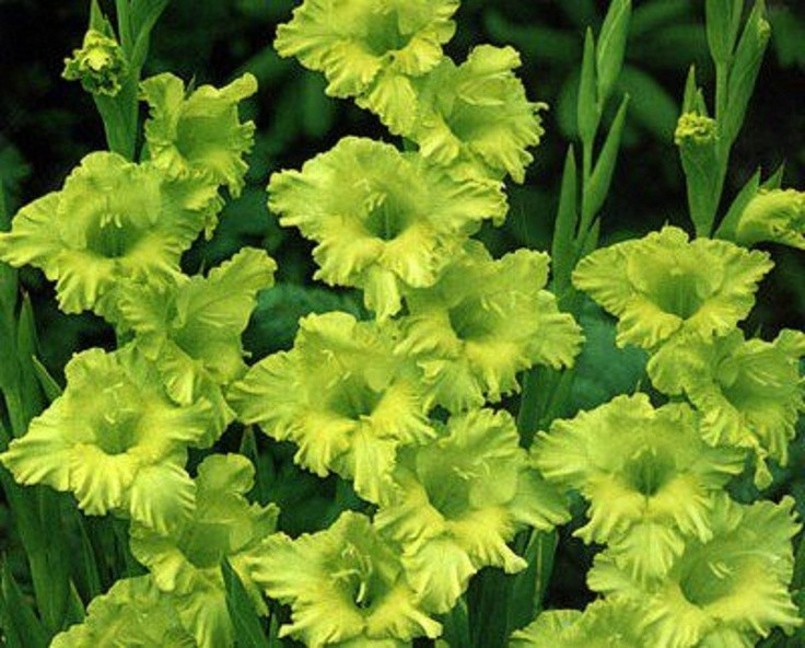 Gladiolus Flower Bulb/Corms, Green Bulbs Unique Garden Statement, Country Creek