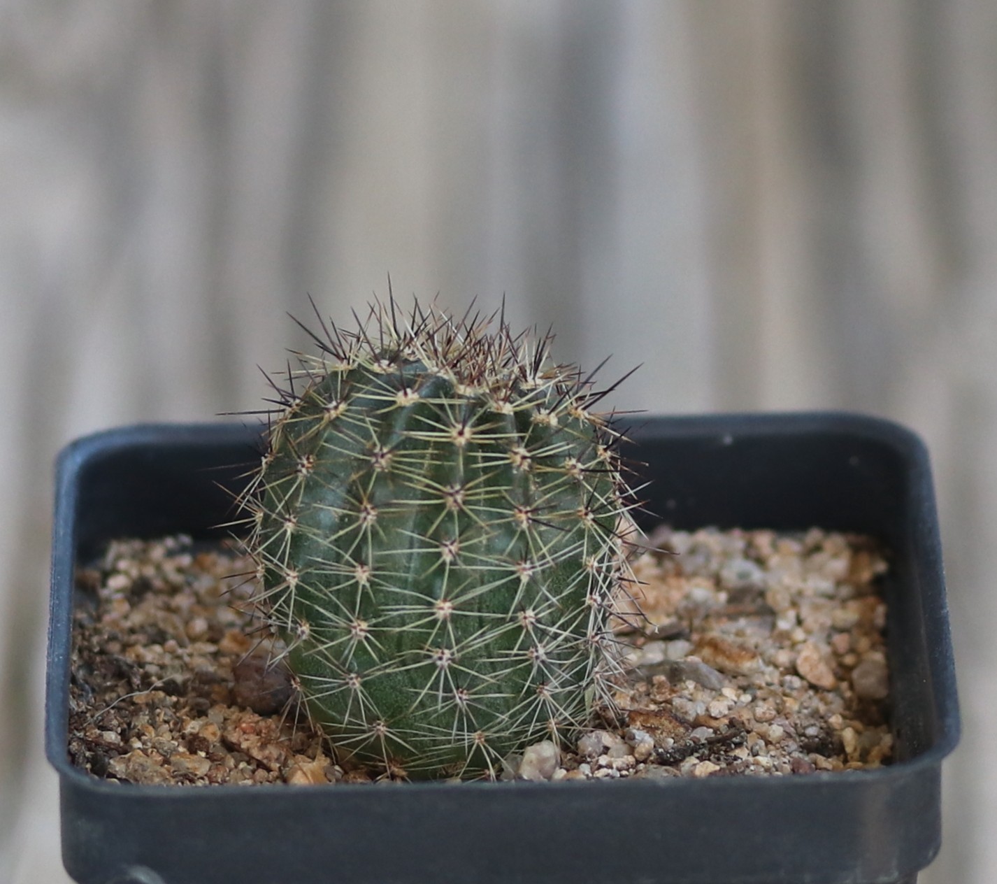 Echinopsis hybrid ‘Bright Eye’