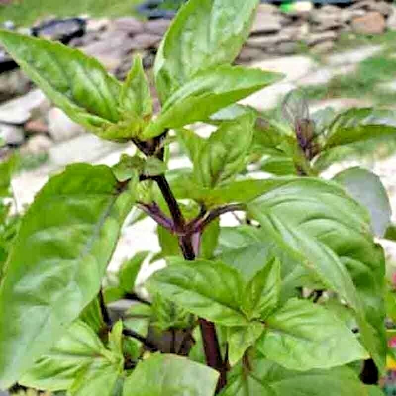 600+ CINNAMON BASIL SEEDS SPRING HERB PERENNIAL HEIRLOOM INSECT BUG REPELLENT US