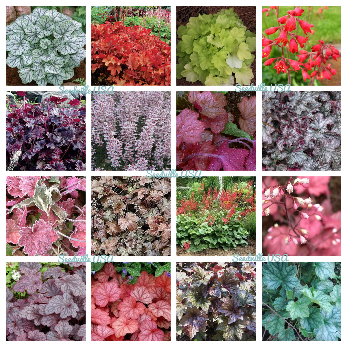 1200 MIXED COLORS CORAL BELLS HEUCHERA Shade Flower Seeds *Flat S/H