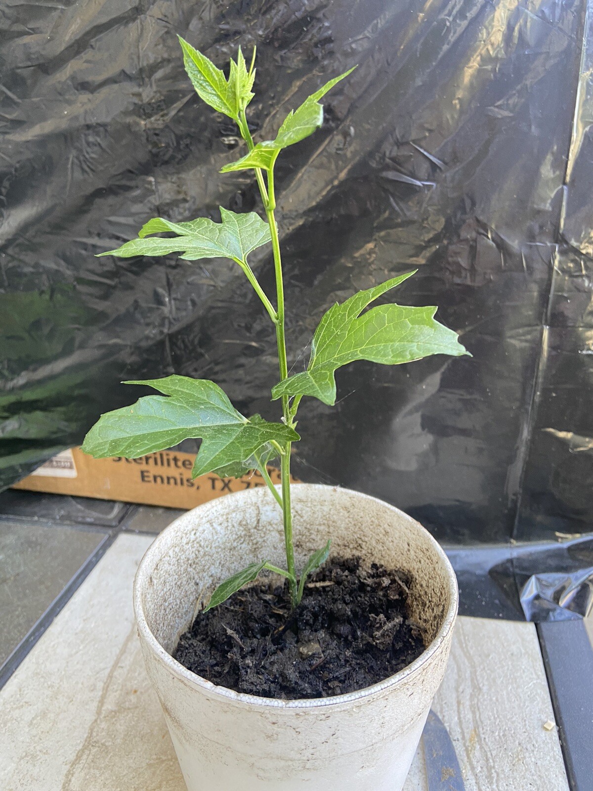 GAC FRUIT Melon Vine Momordica Cochinchinensis Seeds ( Hột Trái Gấc )