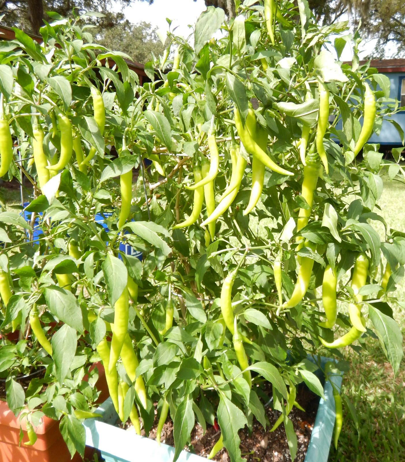 SINIGANG GREEN FINGER SILI HABA PEPPER SEEDS FILIPINO PHILIPPINES 25 PER PACK 