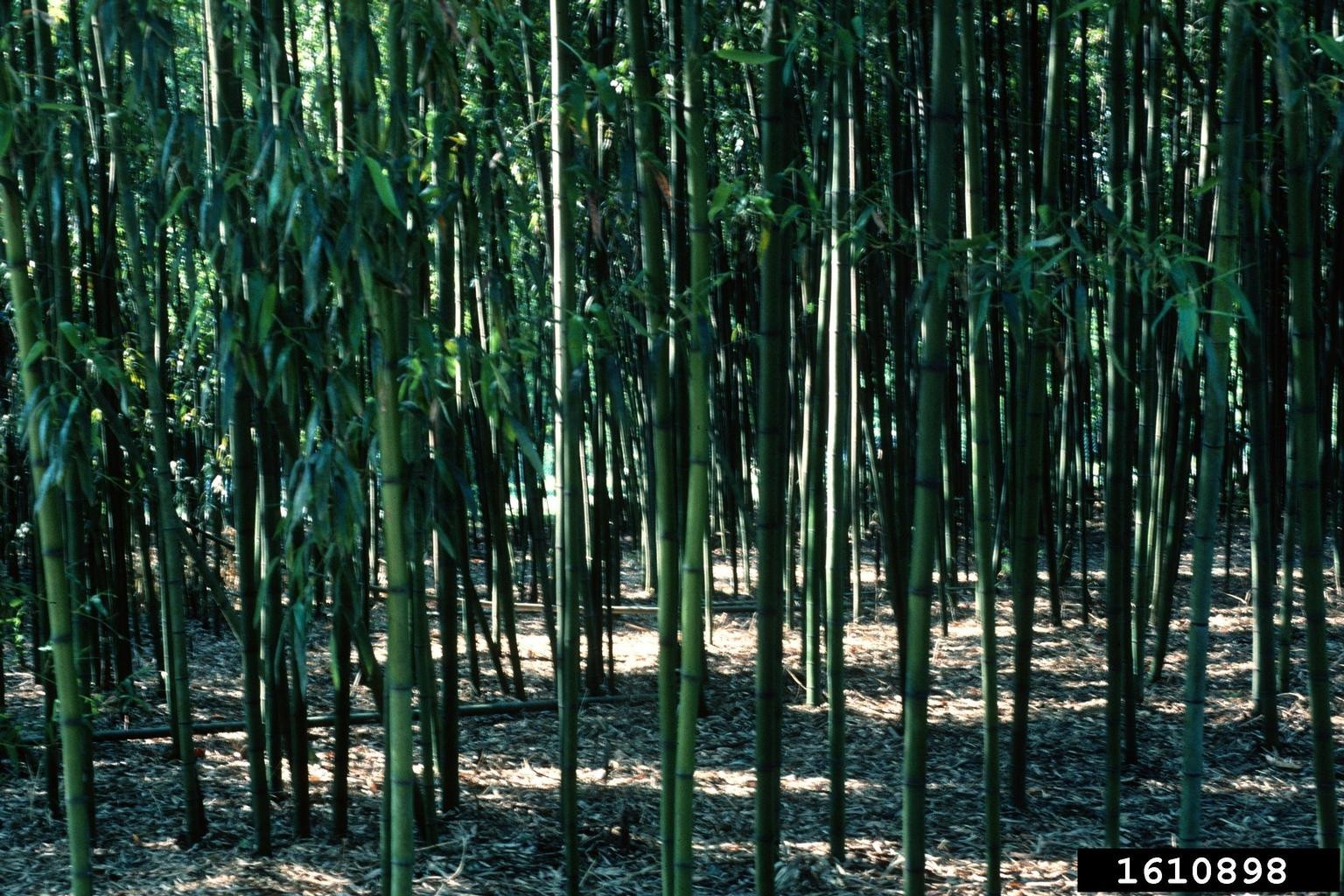 6 Japanese Timber Bamboo cutting