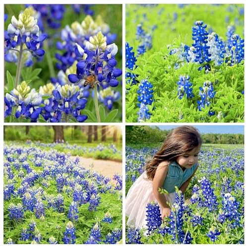 750+ Blue Lupinus Texas Bluebonnet Wildflower Seeds for Planting Home Garden